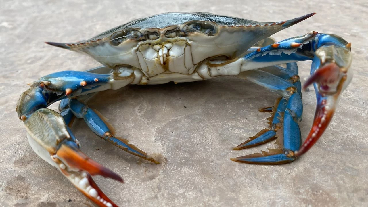 Holly Beach Crab Festival
