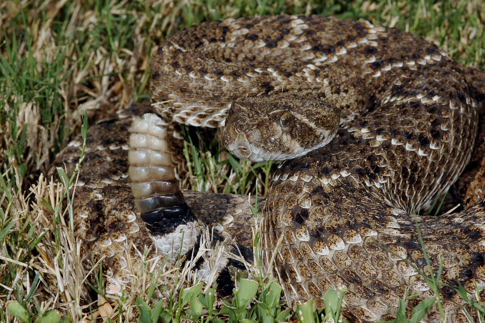 Sweetwater Jaycees Rattlesnake Roundup