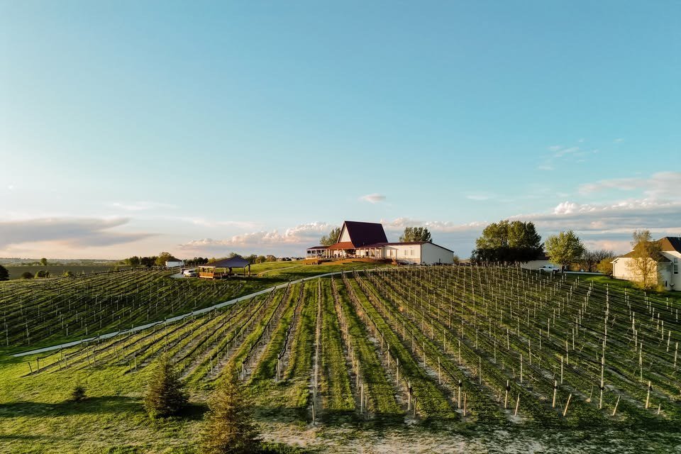 Soaring Wings Vineyard