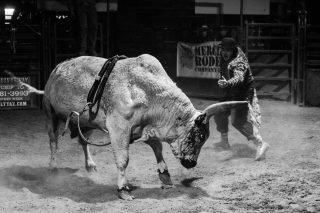 Buffalo Chip Saloon & Steakhouse