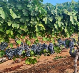 Golden Rule Vineyards Tasting Room & Event Center